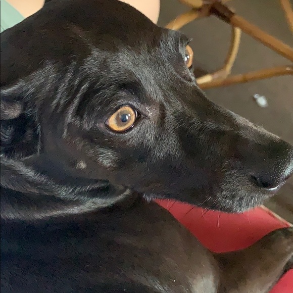 Meet your Posher, Italivy - Picture 1 of 1